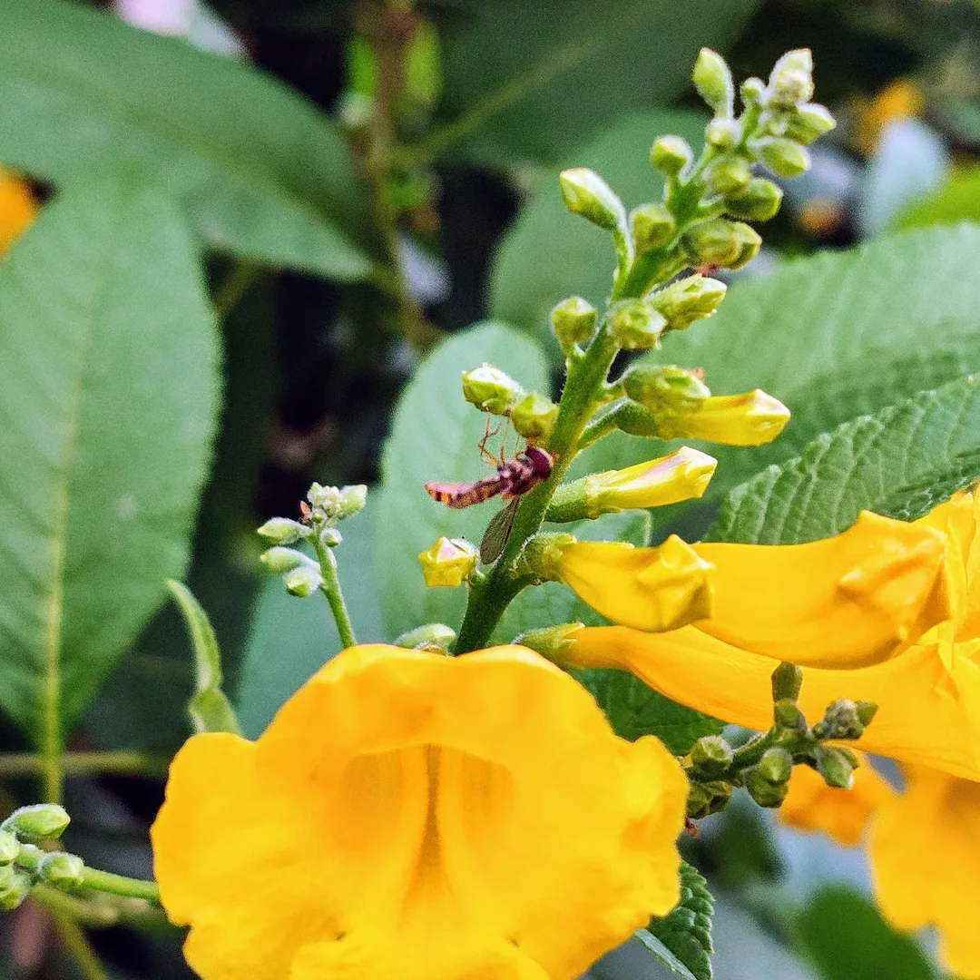 This one is a much tinier bee.

Perhaps it is a hoverfly.