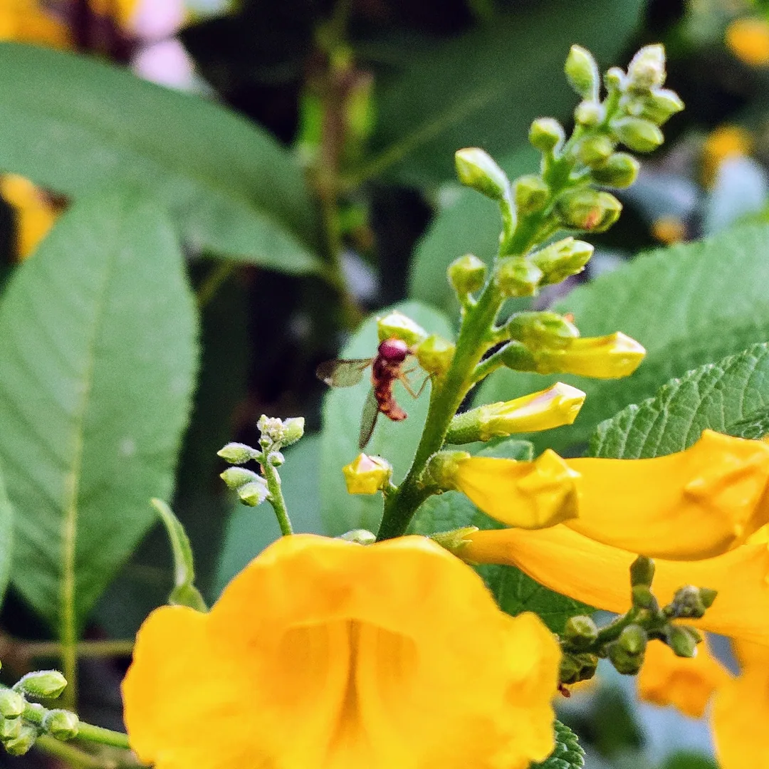 This one is a much tinier bee.

Perhaps it is a hoverfly.