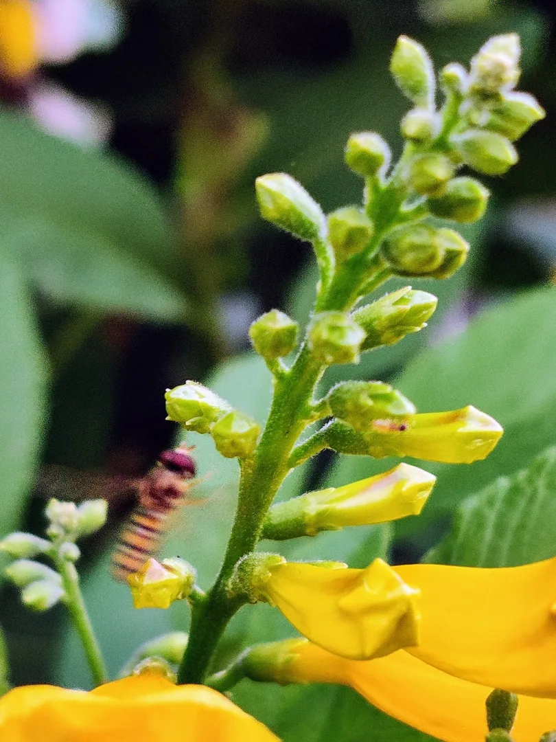 This one is a much tinier bee.

Perhaps it is a hoverfly.