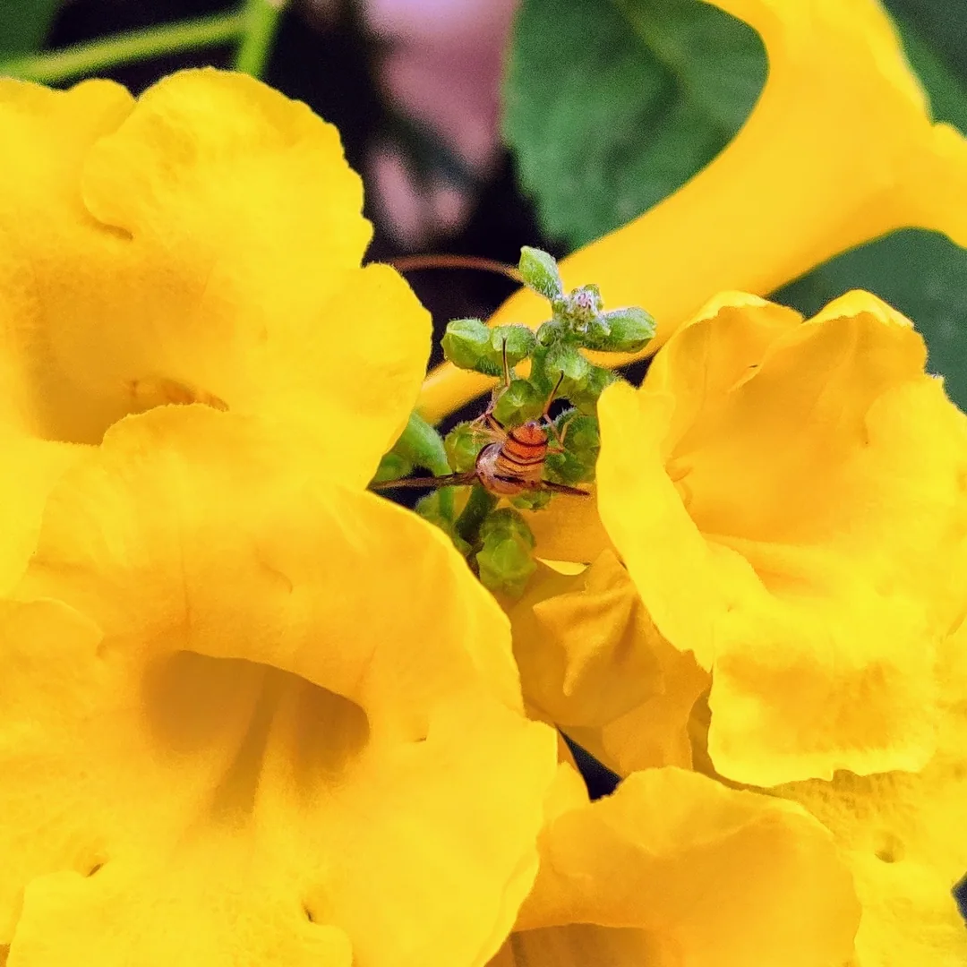 This one is a much tinier bee.

Perhaps it is a hoverfly.