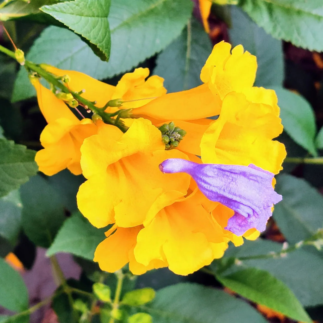 A flower fallen upon another. I liked the contrast of the situation.