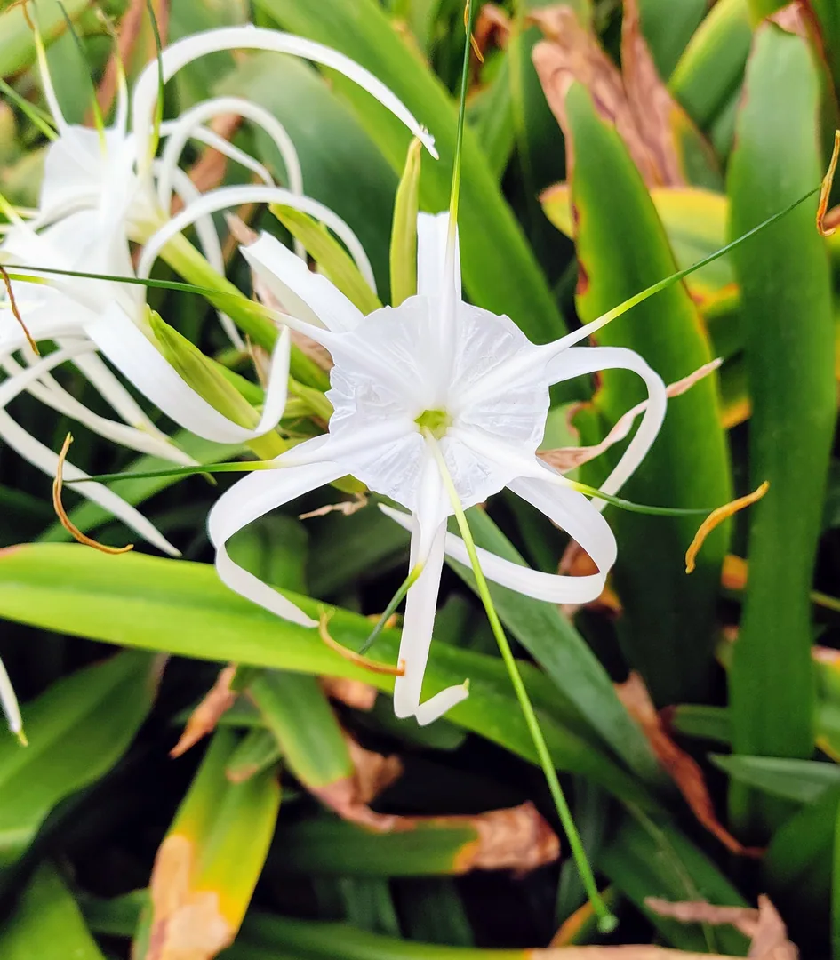 Spider lilies