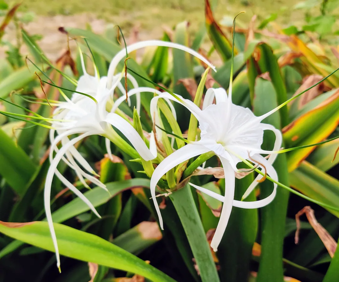 Spider lilies