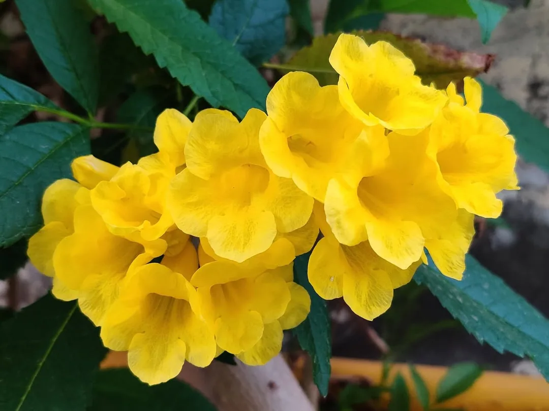 Yellow elders