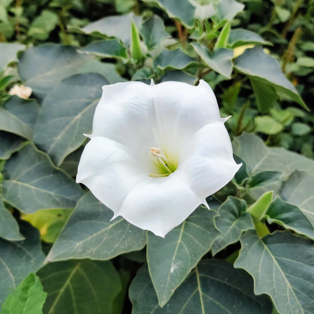 Angel's Trumpet, or Moonflower. Which is it?

And what's that little buggy crawling on the flower?