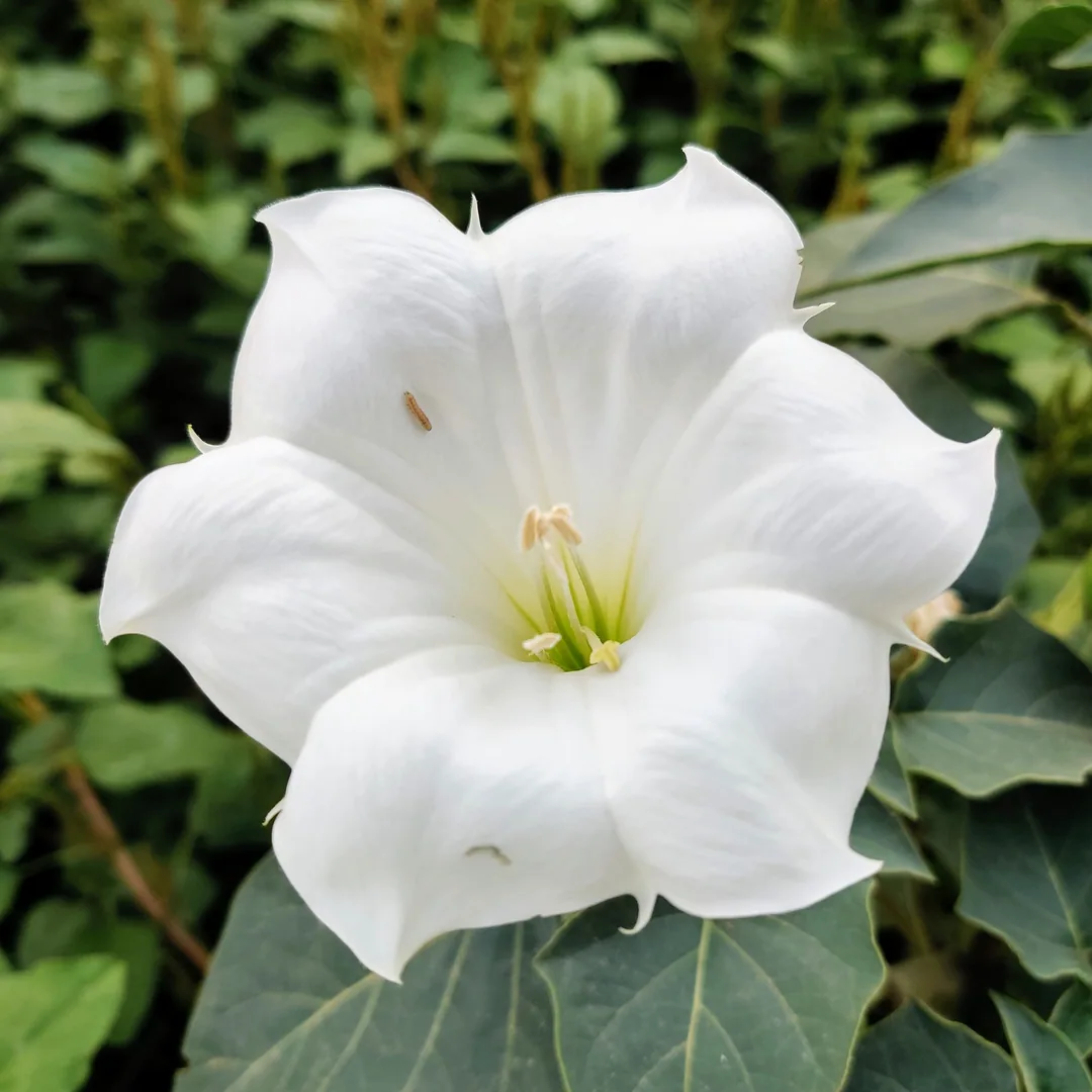Angel's Trumpet, or Moonflower. Which is it?

And what's that little buggy crawling on the flower?