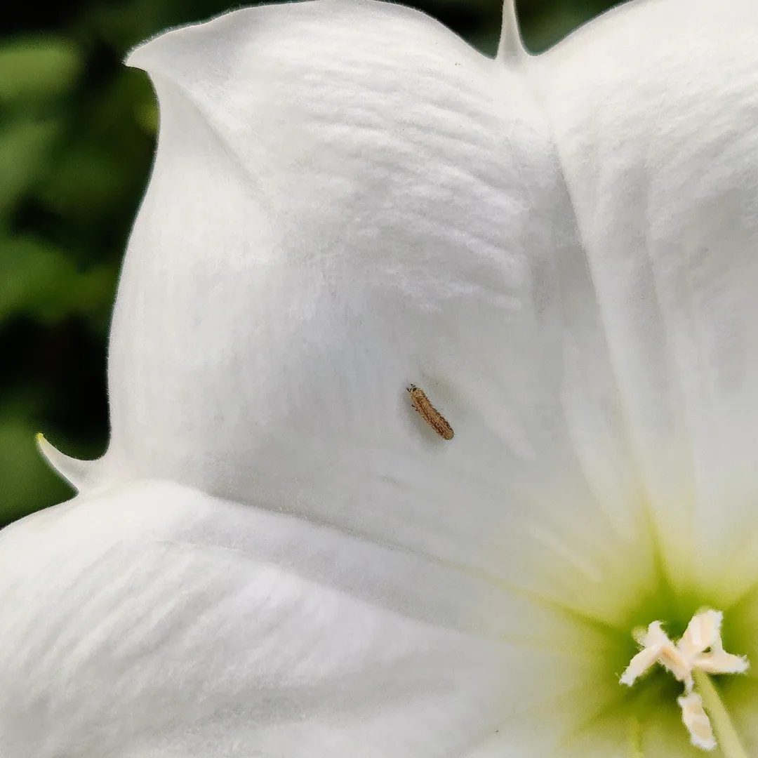 Angel's Trumpet, or Moonflower. Which is it?

And what's that little buggy crawling on the flower?