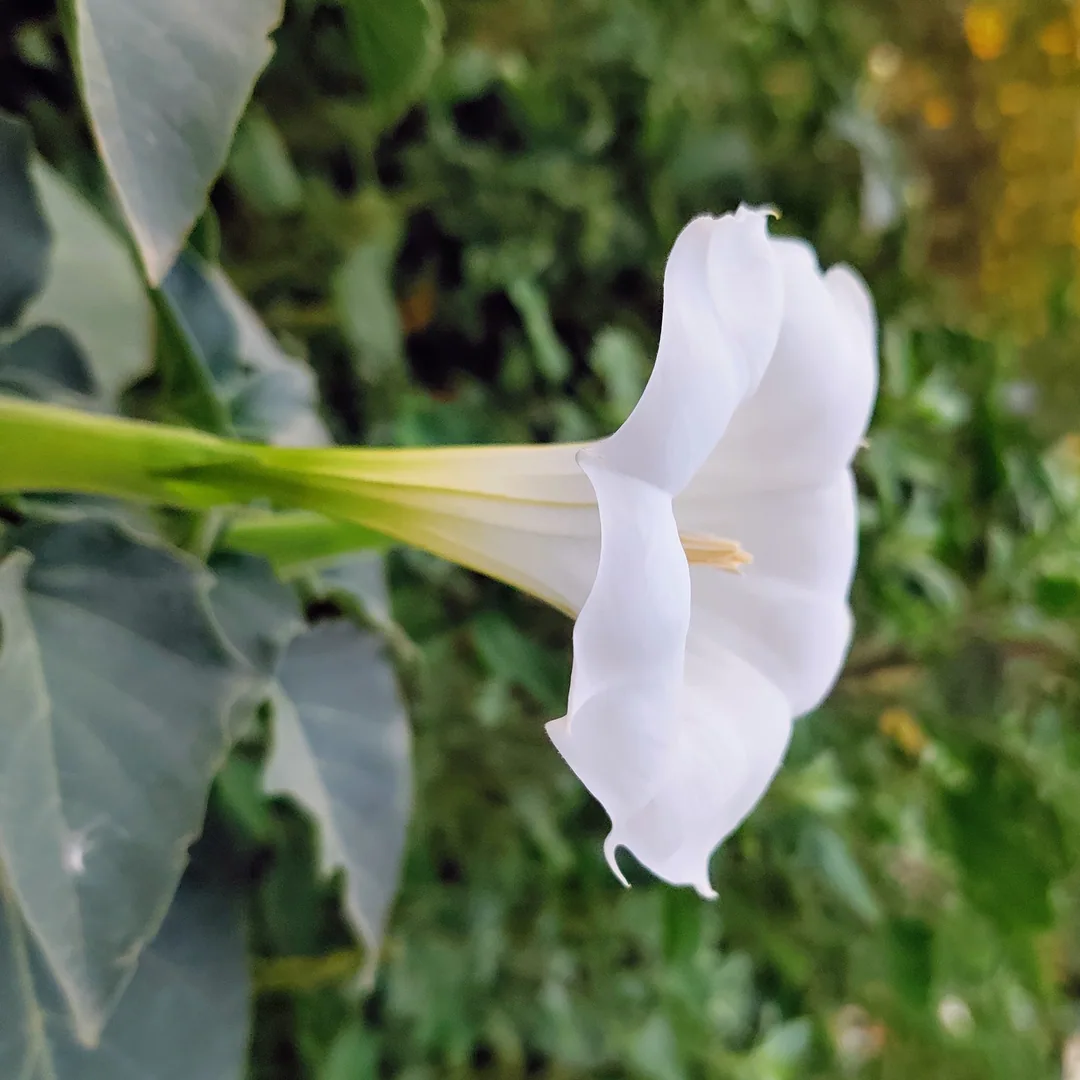 Angel's Trumpet, or Moonflower. Which is it?

And what's that little buggy crawling on the flower?