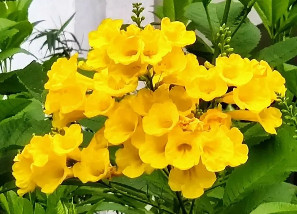 Yellow elders