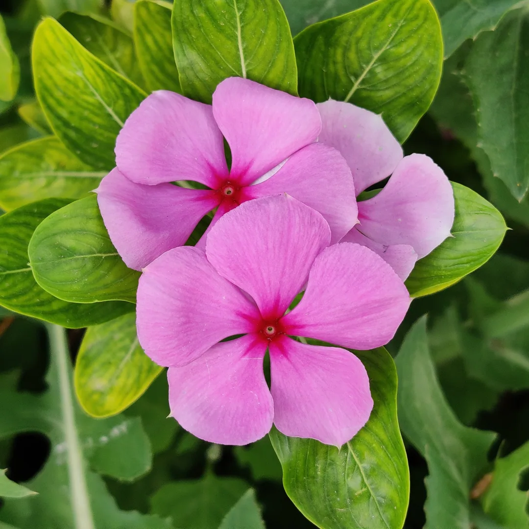 à¤à¤° à¤à¤¾ à¤«à¥à¤²à¥¤ Periwinkle.