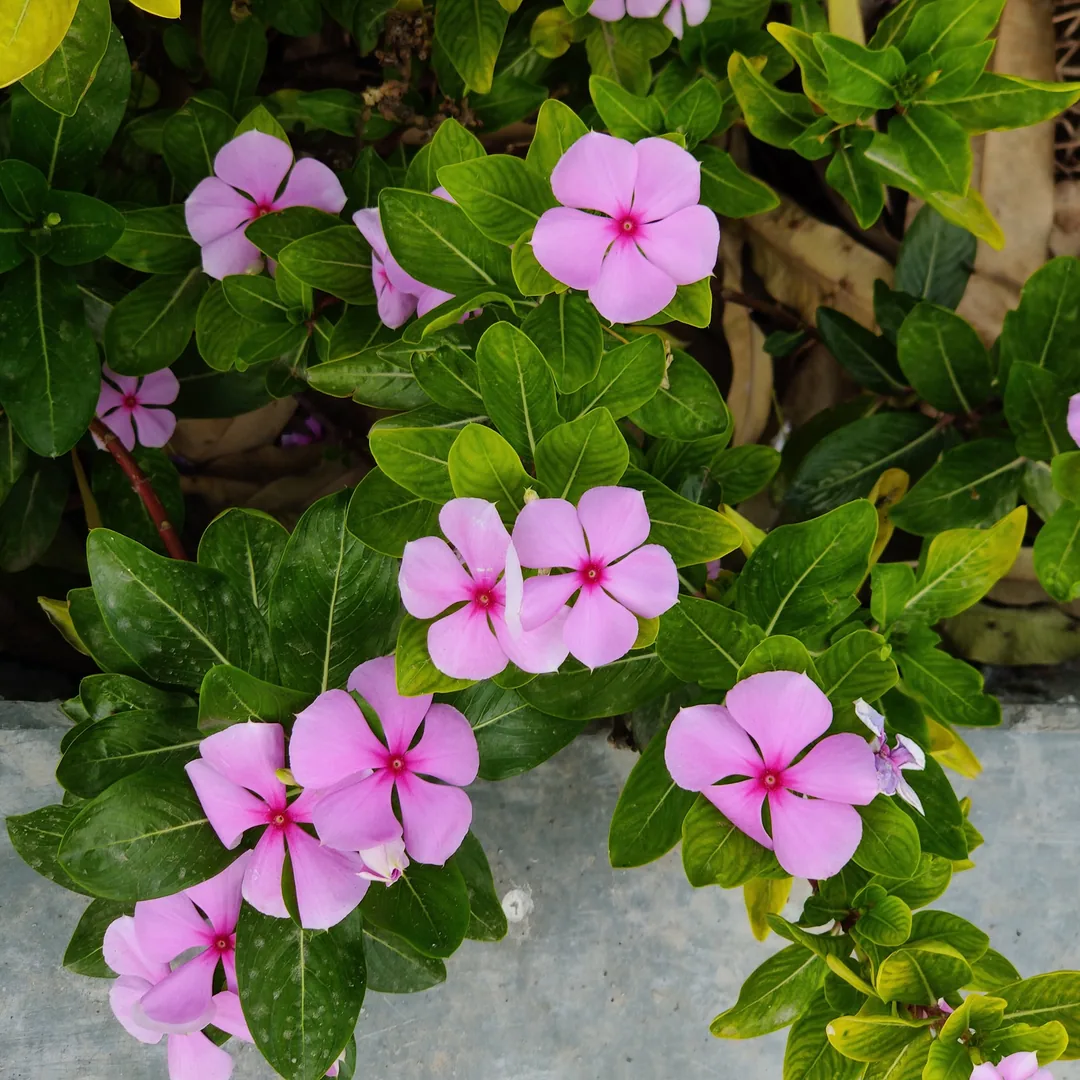 à¤à¤° à¤à¤¾ à¤«à¥à¤²à¥¤ Periwinkle.