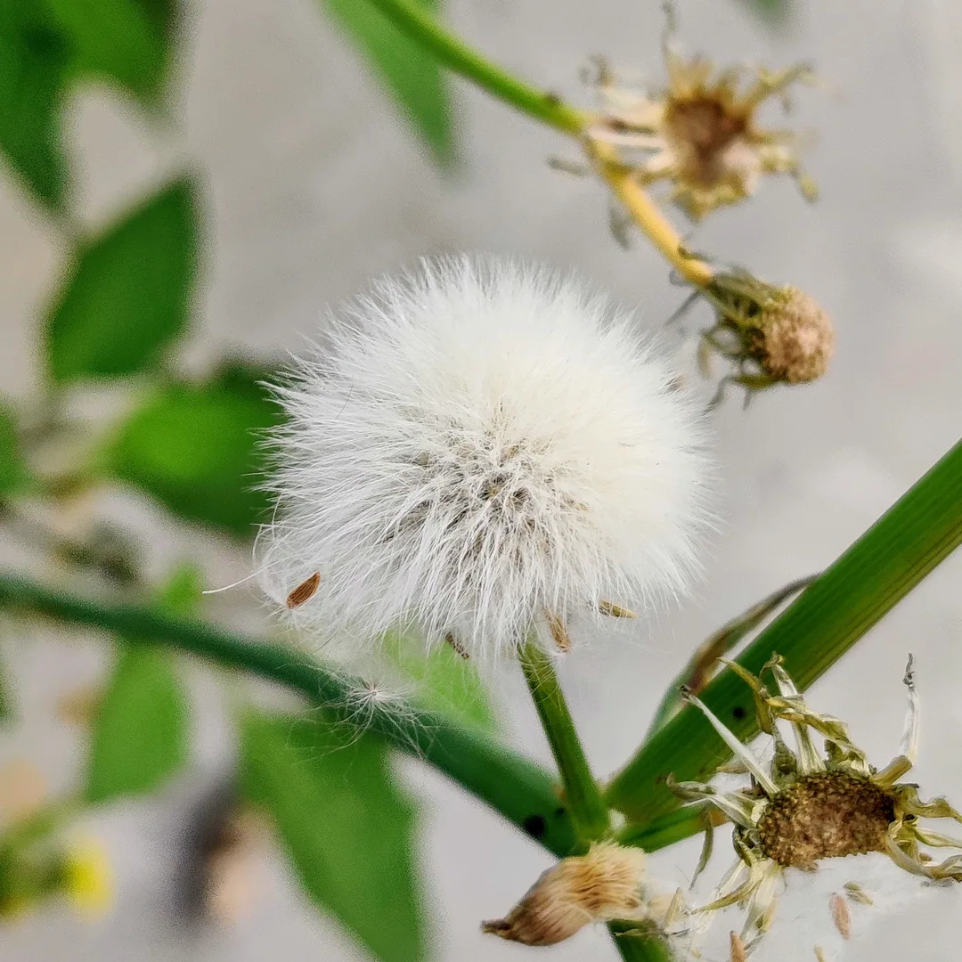 Dandelion
