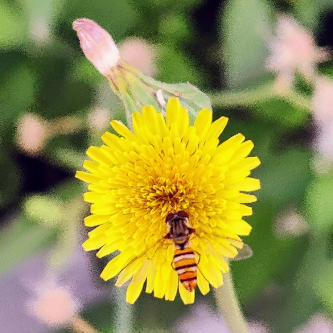 Hoverfly on a common sowthistle