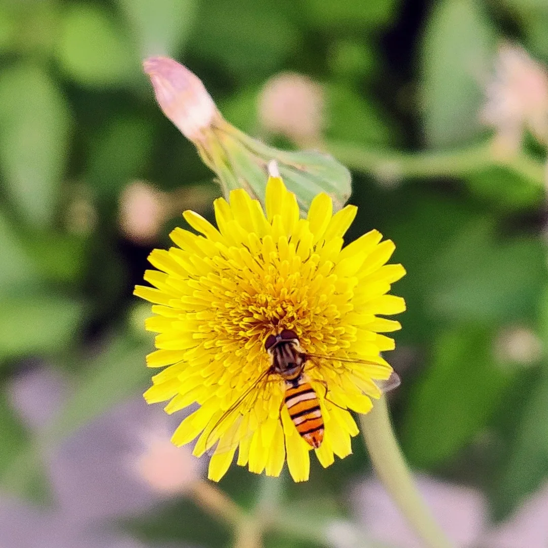 Hoverfly on a common sowthistle