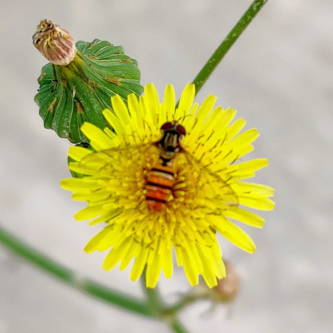 Hoverfly on a common sowthistle