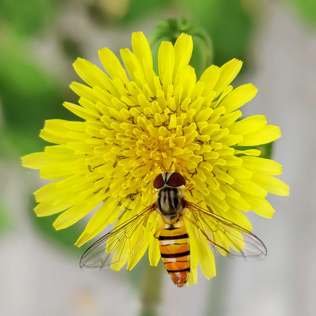 The hoverfly and sowthistle saga continues
