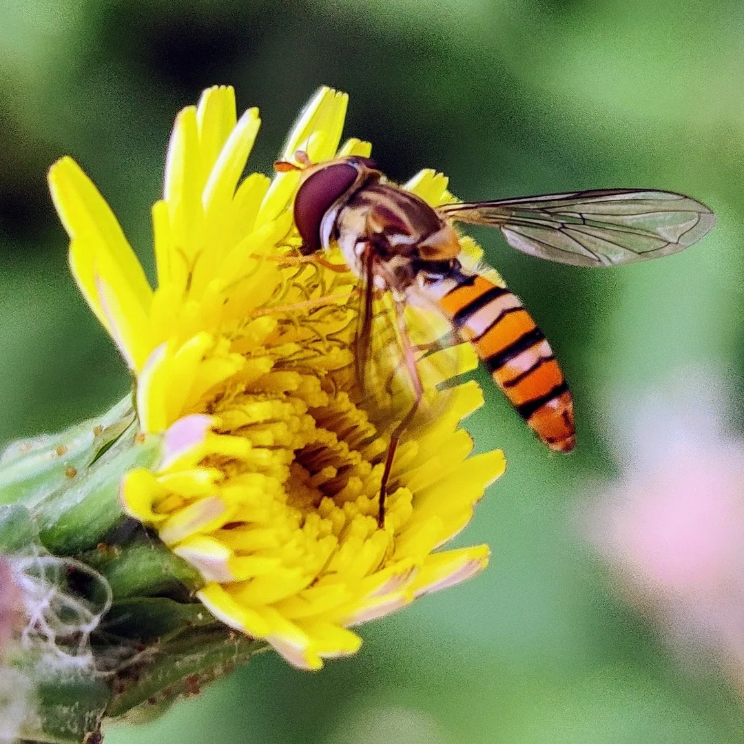 The hoverfly and sowthistle saga continues