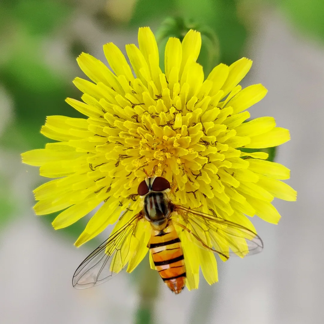 The hoverfly and sowthistle saga continues