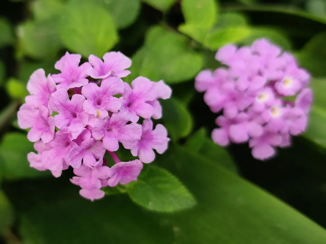 Lantanas