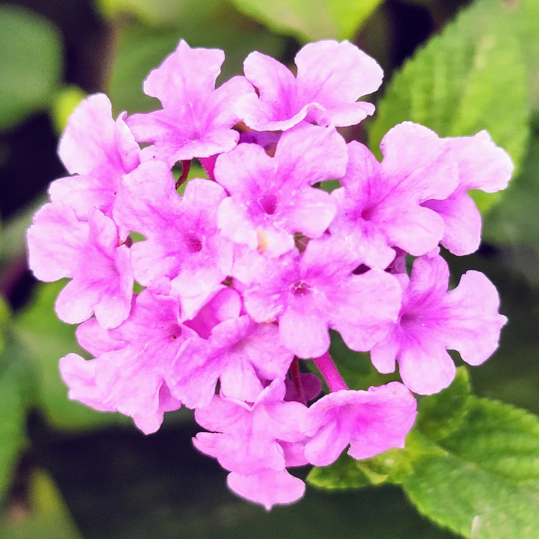 Lantanas
