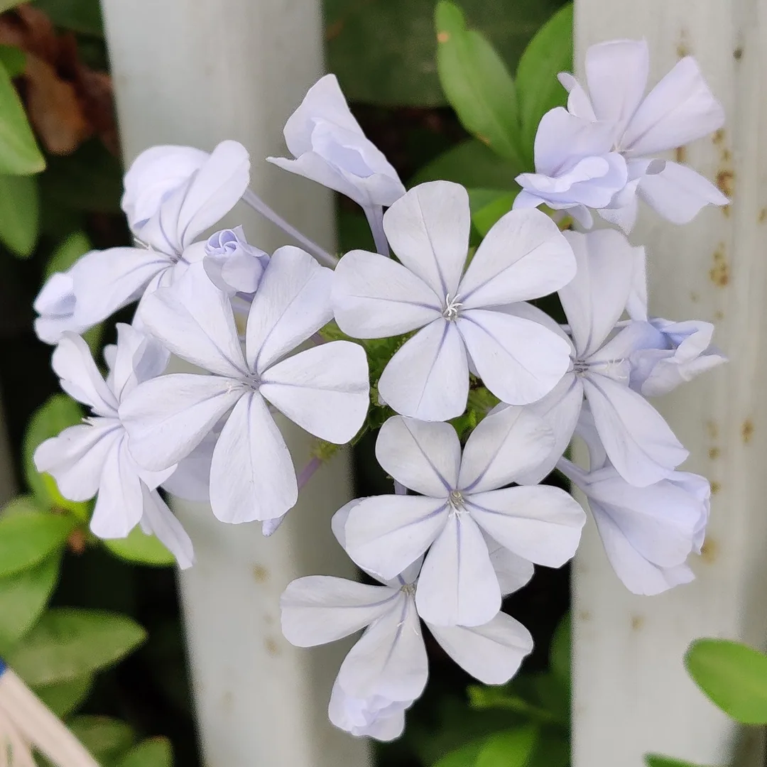 Plumbago