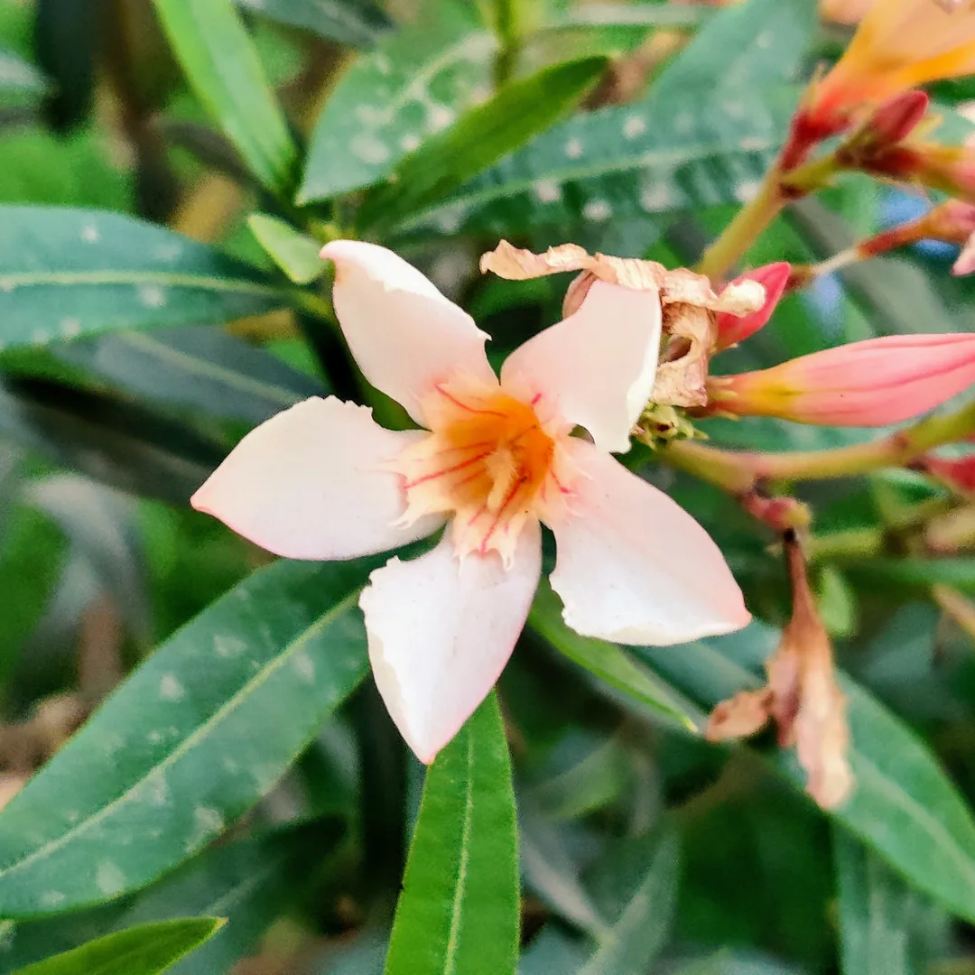 Unknown flower