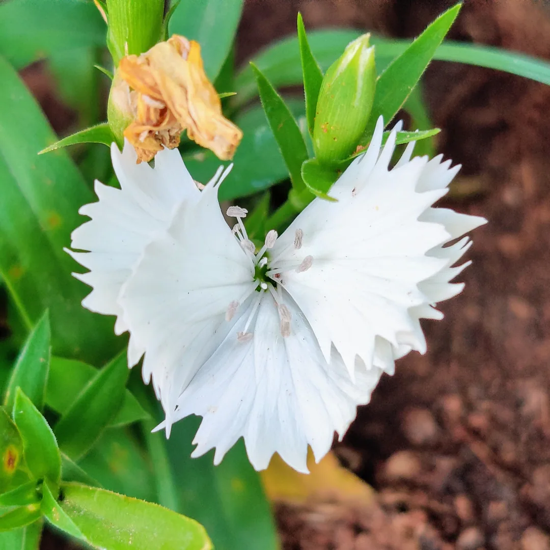 Another unknown flower