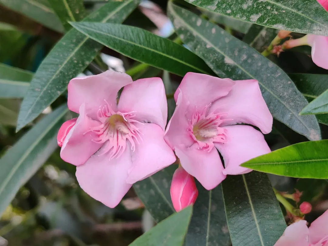 à¤¦à¥ à¤­à¤¾à¤à¥¤ Oleander.