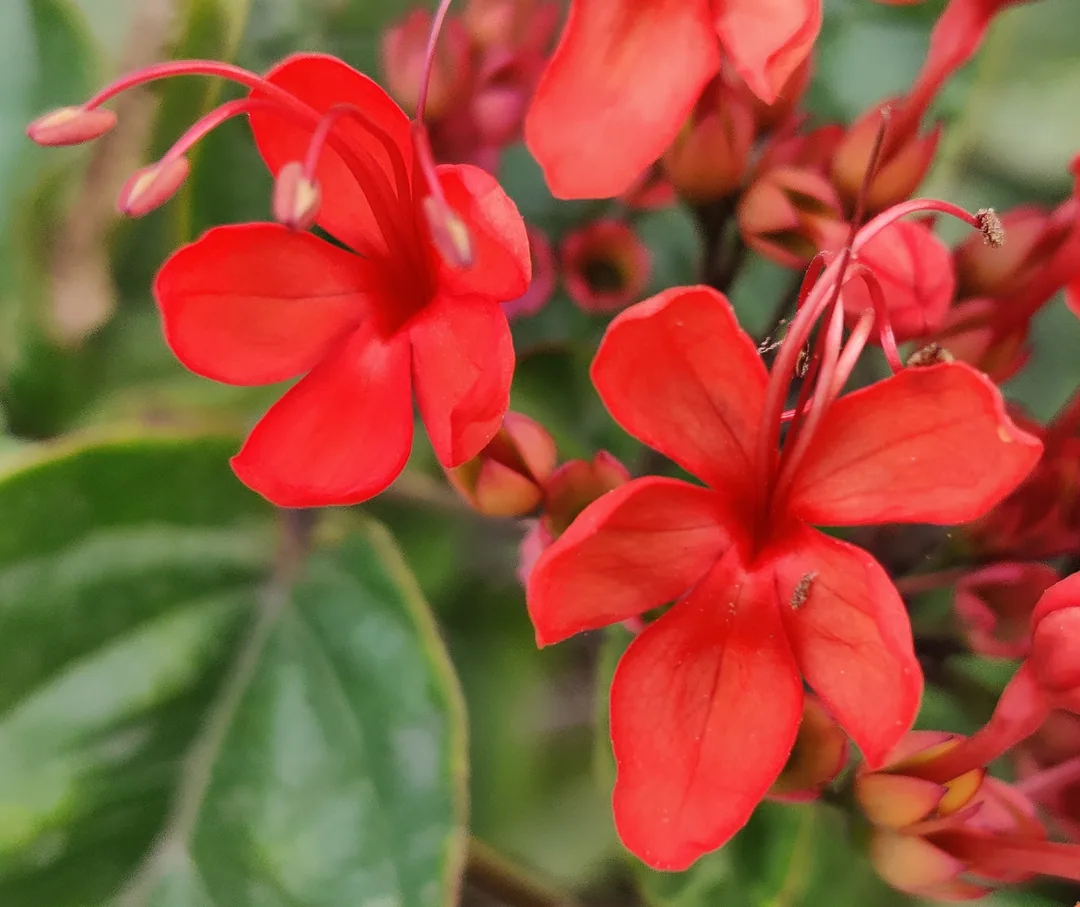 Flaming glorybower

By god à¤à¤à¤à¥à¤°à¥à¤à¥à¤ à¤à¥ à¤«à¥à¤²à¥à¤ à¤à¥ à¤¨à¤¾à¤® à¤°à¤à¤¨à¥ à¤¨à¤¹à¥à¤
