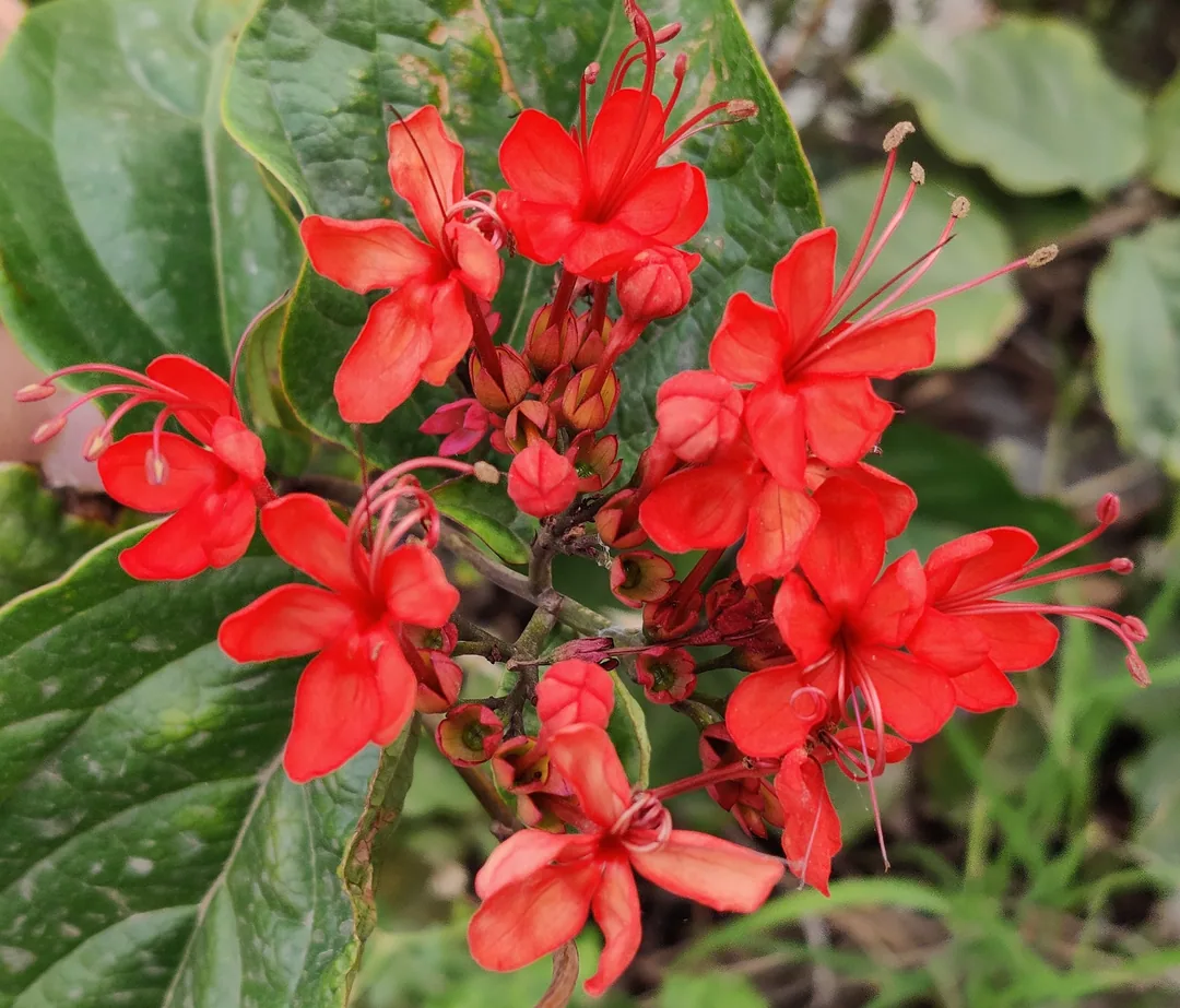 Flaming glorybower

By god à¤à¤à¤à¥à¤°à¥à¤à¥à¤ à¤à¥ à¤«à¥à¤²à¥à¤ à¤à¥ à¤¨à¤¾à¤® à¤°à¤à¤¨à¥ à¤¨à¤¹à¥à¤