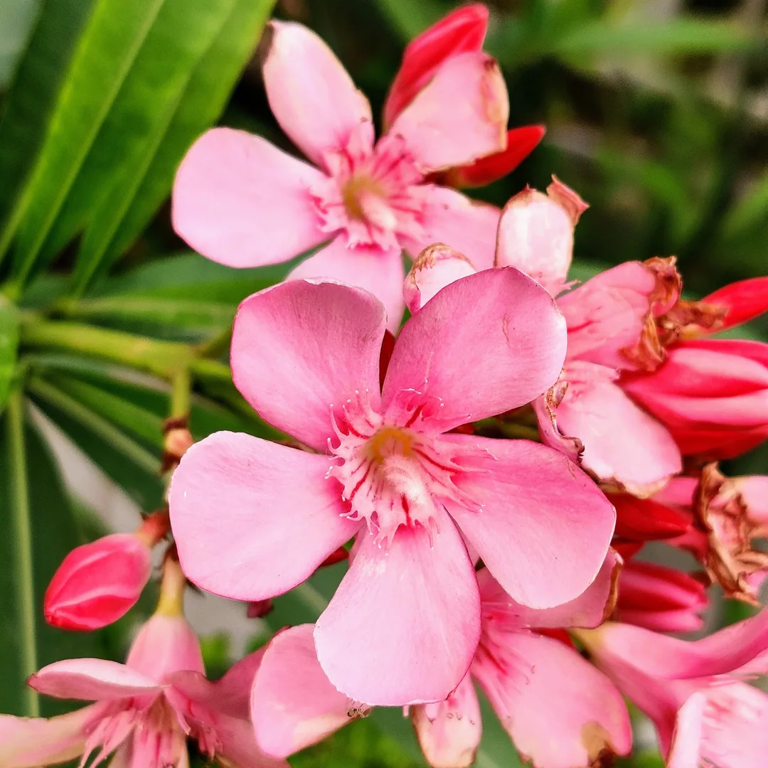 Nerium Oleander