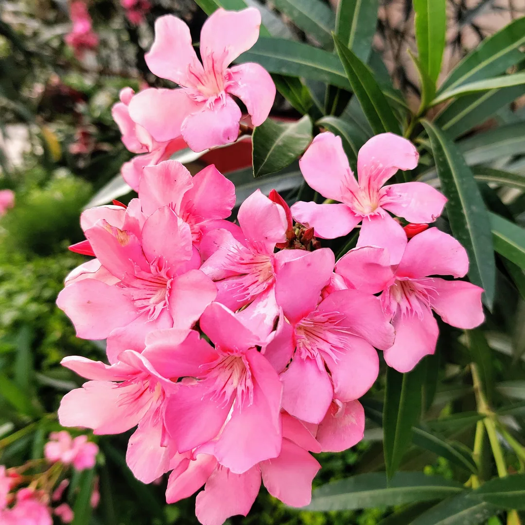 Nerium Oleander