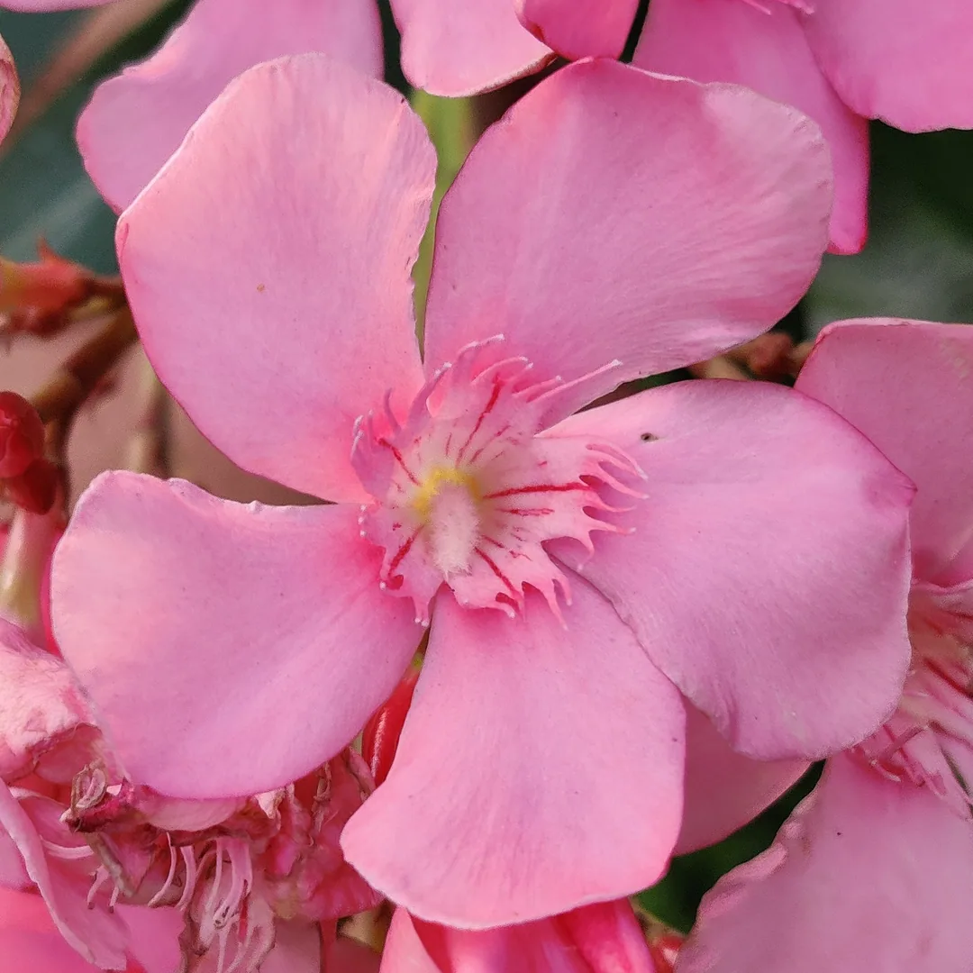 Nerium Oleander