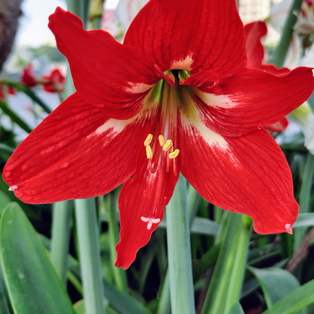 Red Lilies. Close up.

Close Up à¤à¥ à¤²à¤¾à¤² à¤°à¤à¤ à¤µà¤¾à¤²à¥ lilies