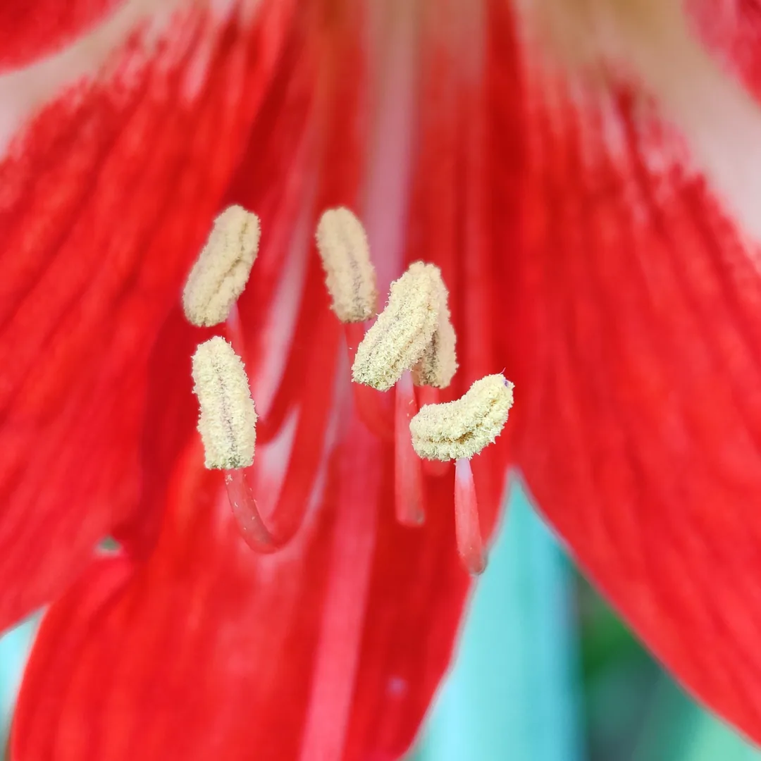 Red Lilies. Close up.

Close Up à¤à¥ à¤²à¤¾à¤² à¤°à¤à¤ à¤µà¤¾à¤²à¥ lilies