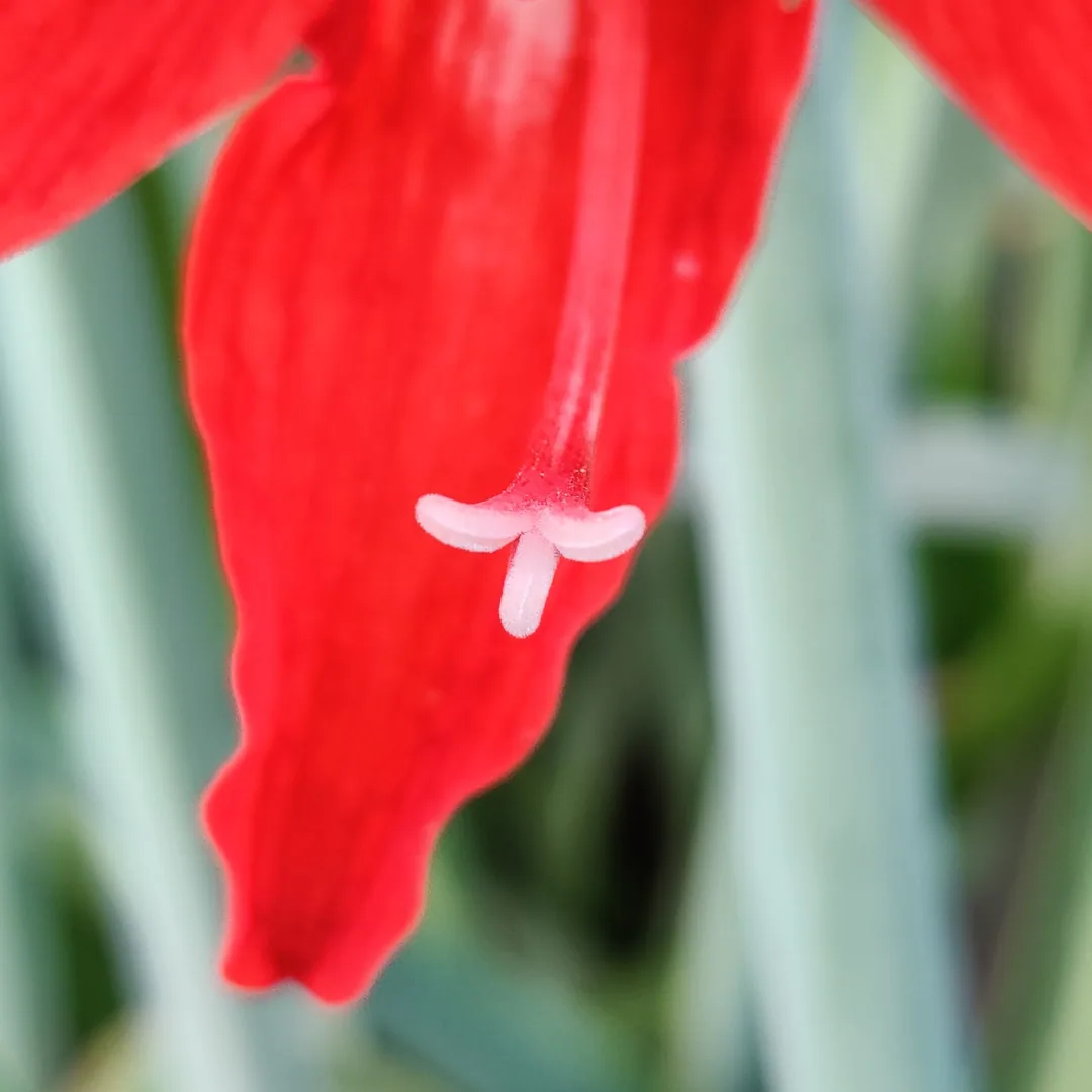 Red Lilies. Close up.

Close Up à¤à¥ à¤²à¤¾à¤² à¤°à¤à¤ à¤µà¤¾à¤²à¥ lilies