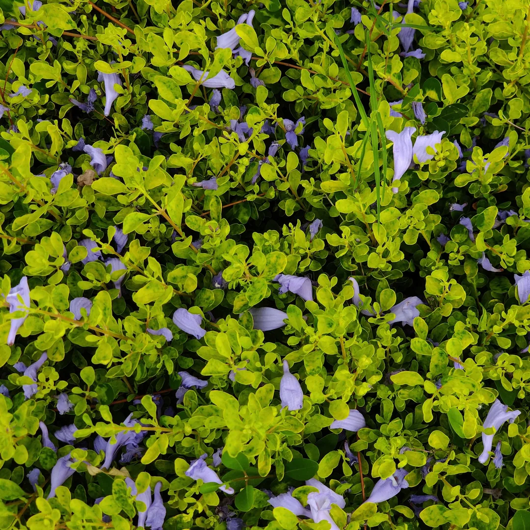 Gardens have turned beautiful like forest floors. Fallen flowers on greens.