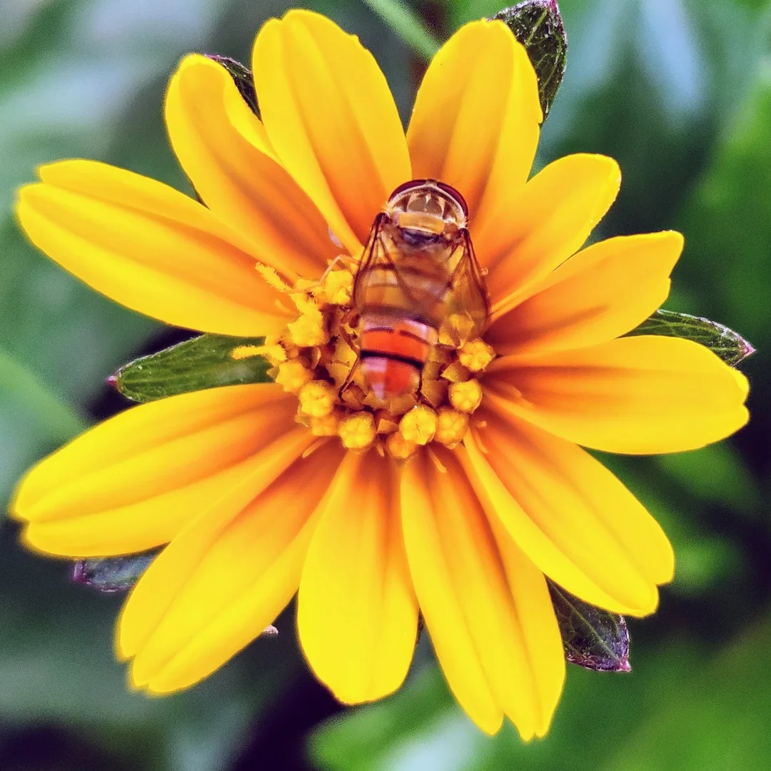 Ok. Last hoverfly.