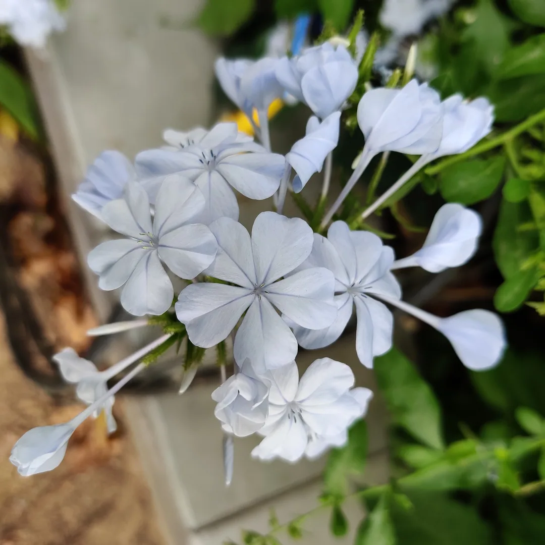 Plumbago
