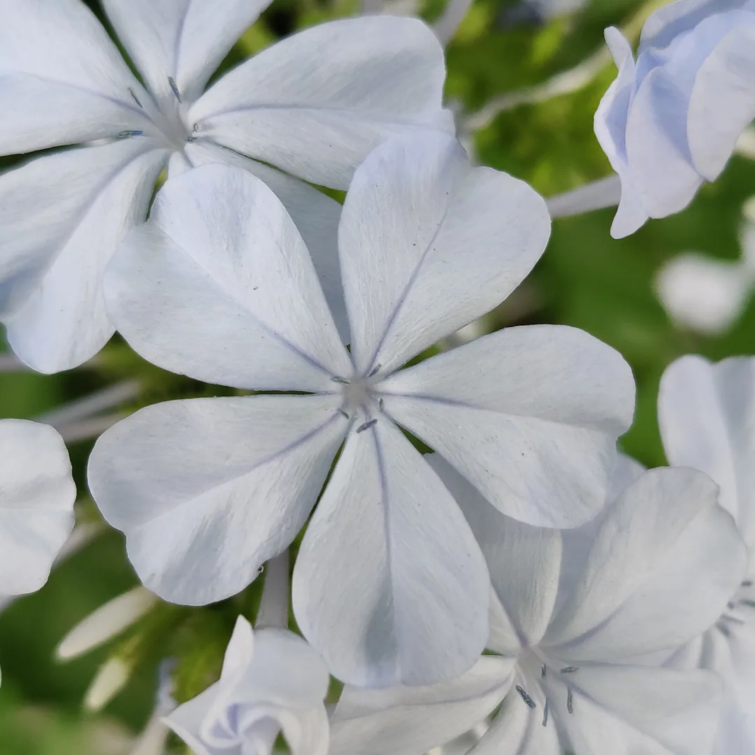 Plumbago