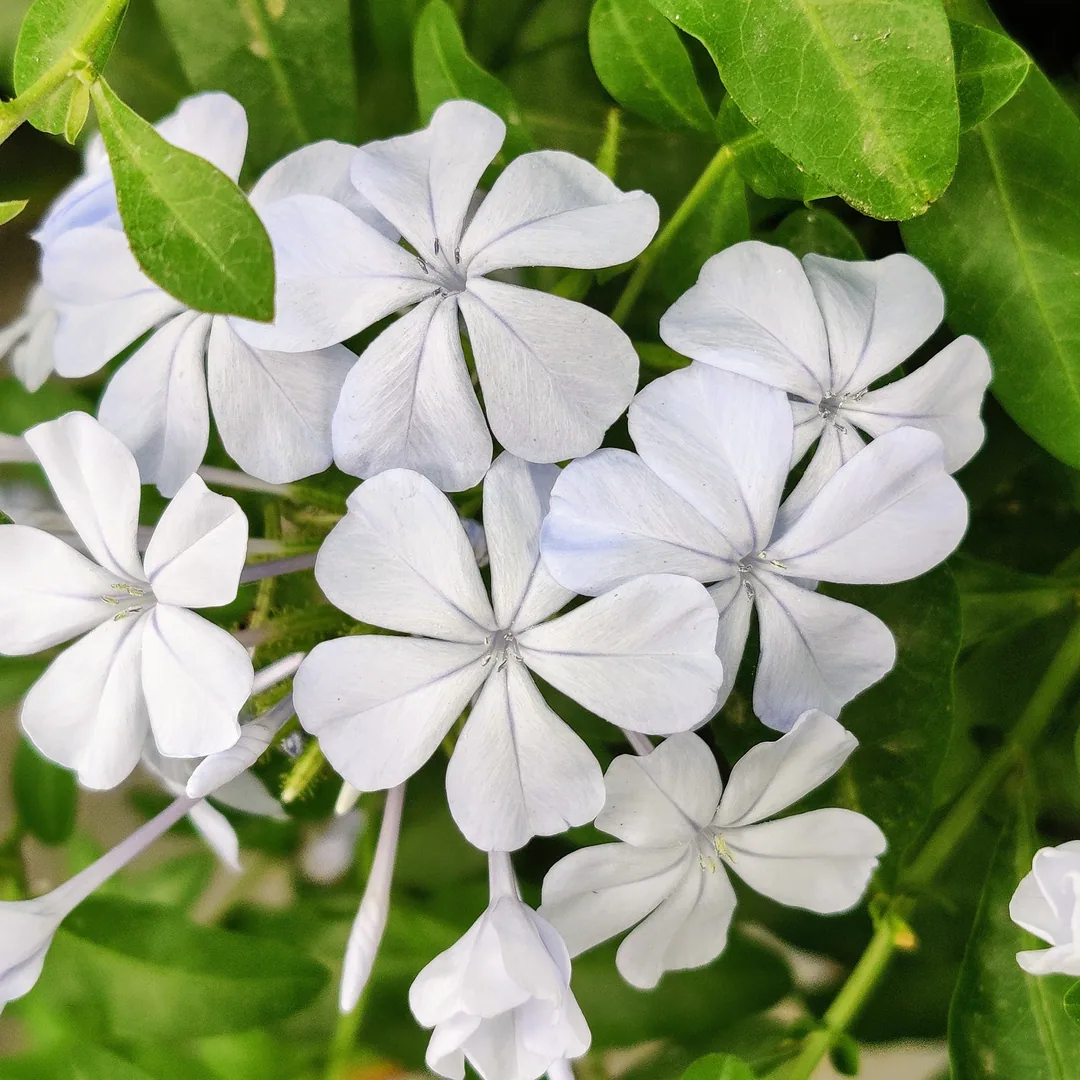 Plumbago