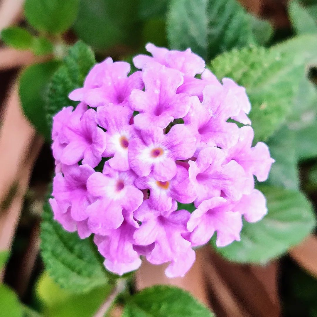 Lantanas