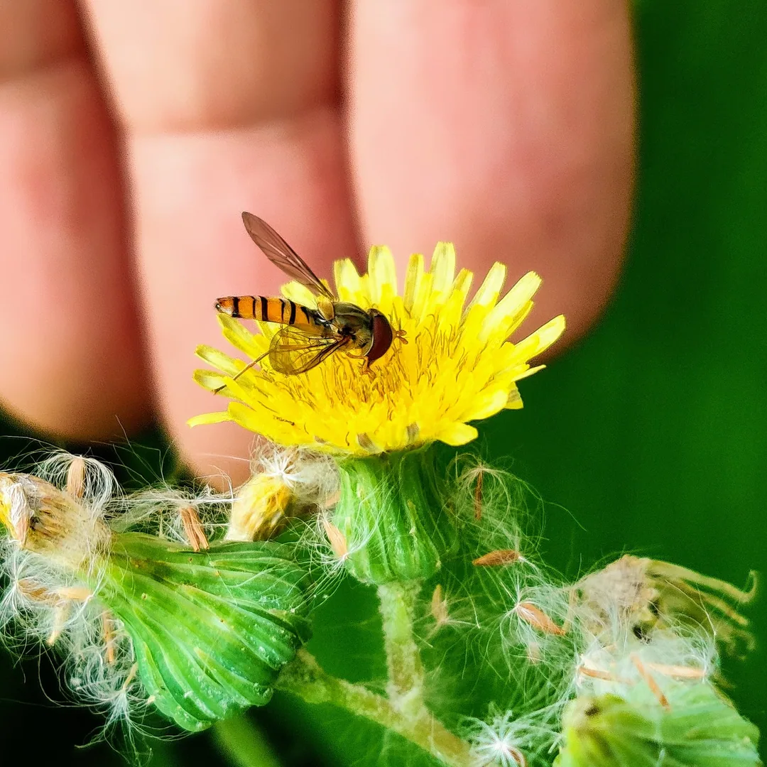 Ha ha. I lied. I loooove hoverflies. They are tiny and pretty. Inserted my hand into these pics so you can appreciate ho