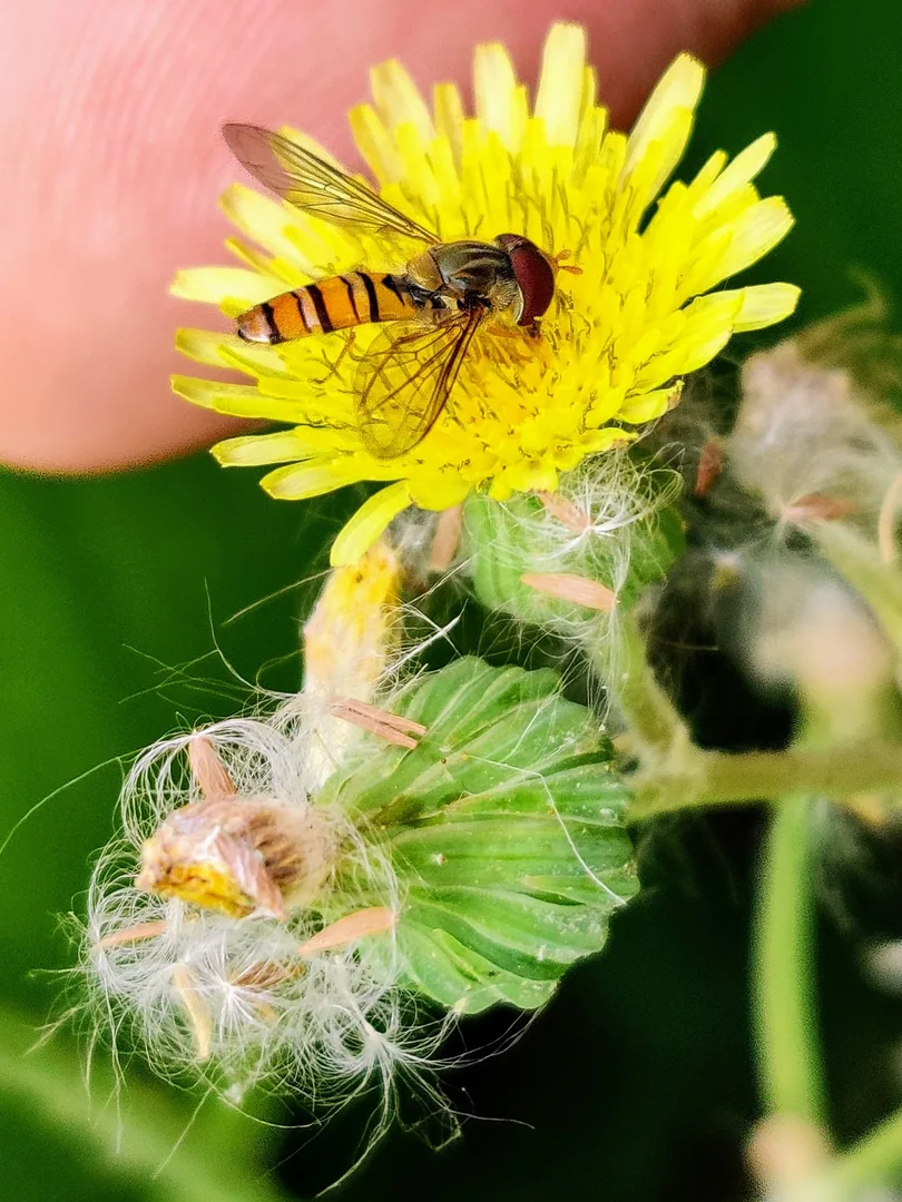 Ha ha. I lied. I loooove hoverflies. They are tiny and pretty. Inserted my hand into these pics so you can appreciate ho