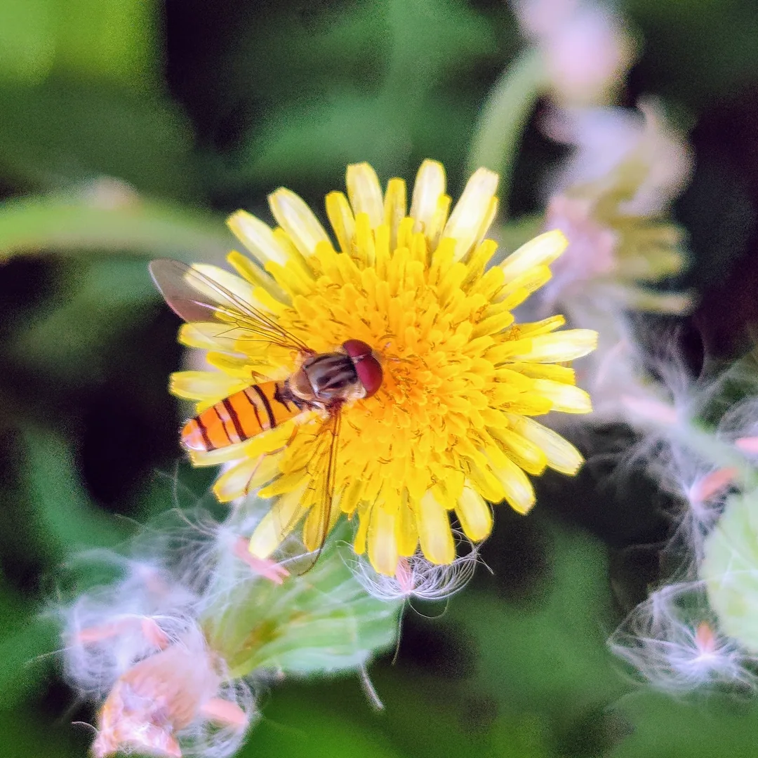 Ha ha. I lied. I loooove hoverflies. They are tiny and pretty. Inserted my hand into these pics so you can appreciate ho
