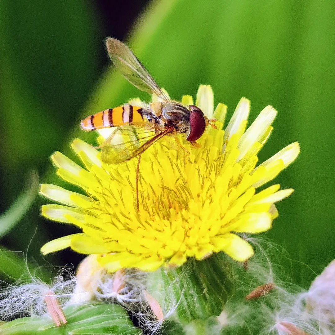 Ha ha. I lied. I loooove hoverflies. They are tiny and pretty. Inserted my hand into these pics so you can appreciate ho