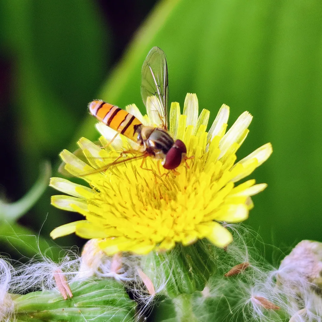 Ha ha. I lied. I loooove hoverflies. They are tiny and pretty. Inserted my hand into these pics so you can appreciate ho