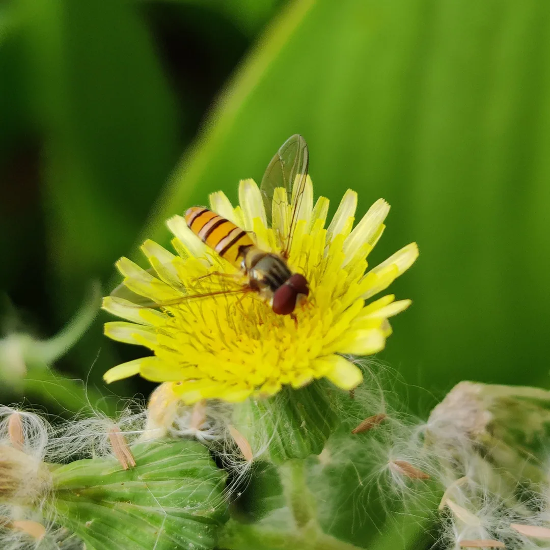 Ha ha. I lied. I loooove hoverflies. They are tiny and pretty. Inserted my hand into these pics so you can appreciate ho