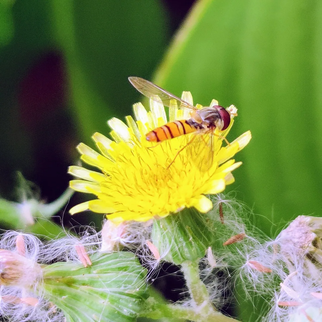 Ha ha. I lied. I loooove hoverflies. They are tiny and pretty. Inserted my hand into these pics so you can appreciate ho