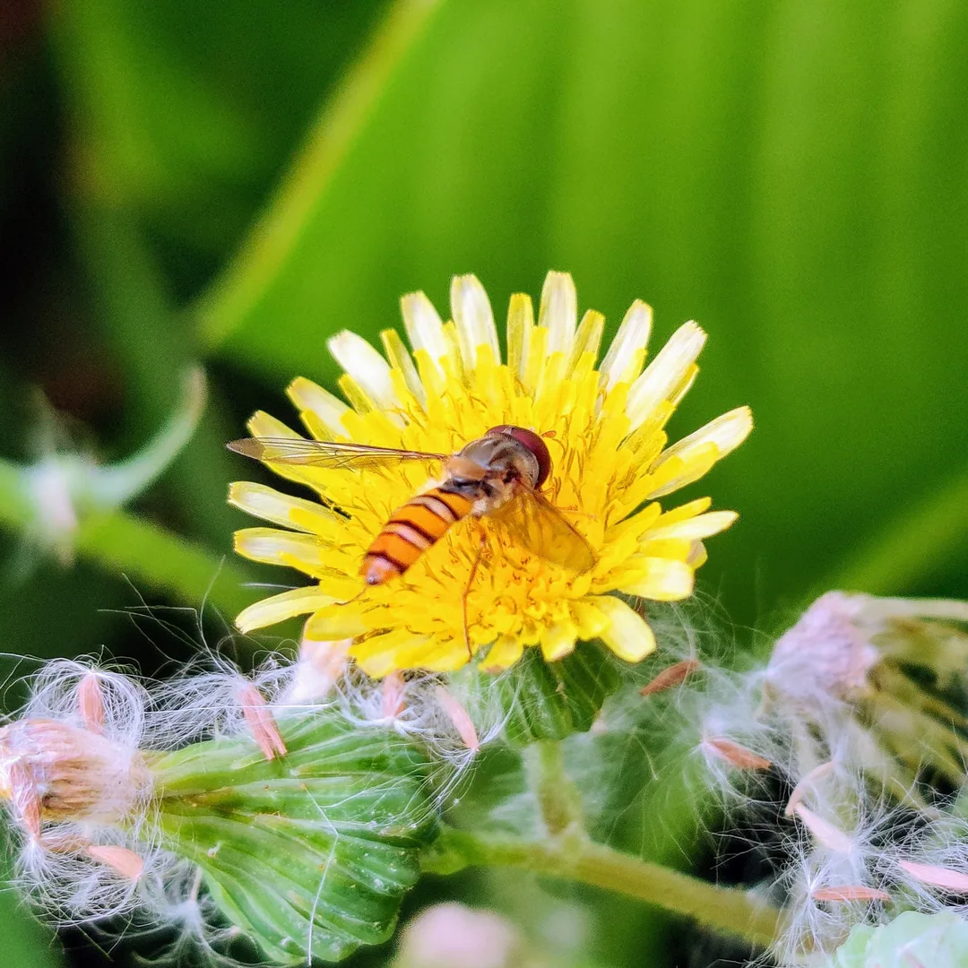 Ha ha. I lied. I loooove hoverflies. They are tiny and pretty. Inserted my hand into these pics so you can appreciate ho